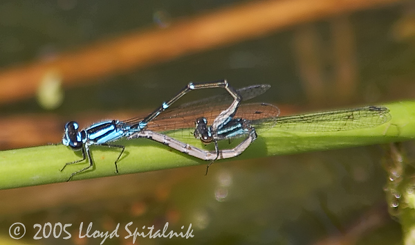 Skimming Bluet (mating)
