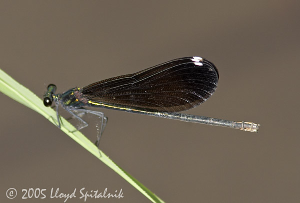 Ebony Jewelwing (female)