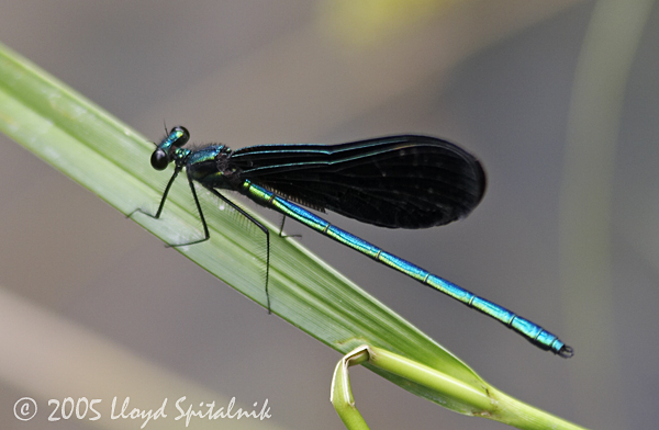 Ebony Jewelwing