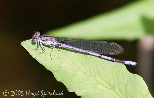 probable Familiar Bluet (female)