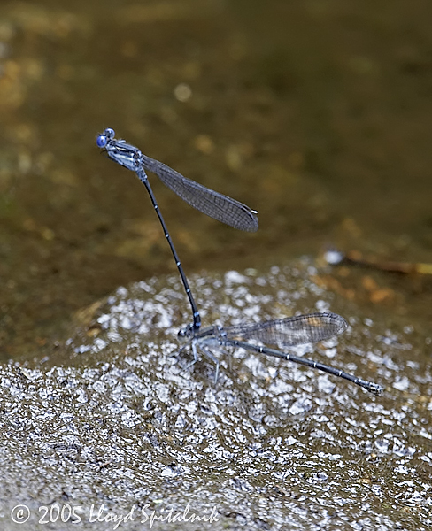 Dusky Dancer (mating)