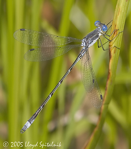  Sweetflag Spreadwing