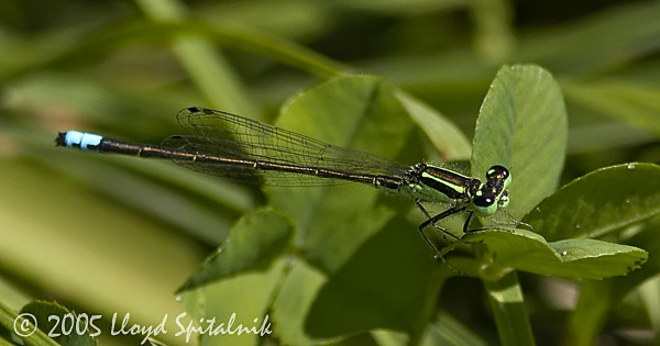 Eastern Forktail