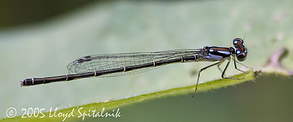 Fragile Forktail