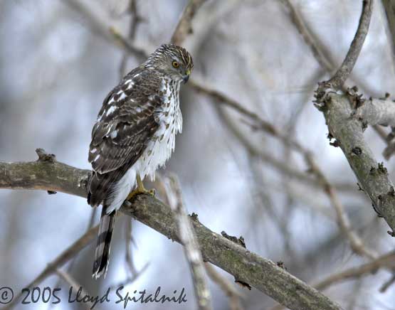 Coopers Hawk