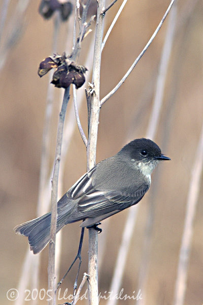 Eastern Phoebe