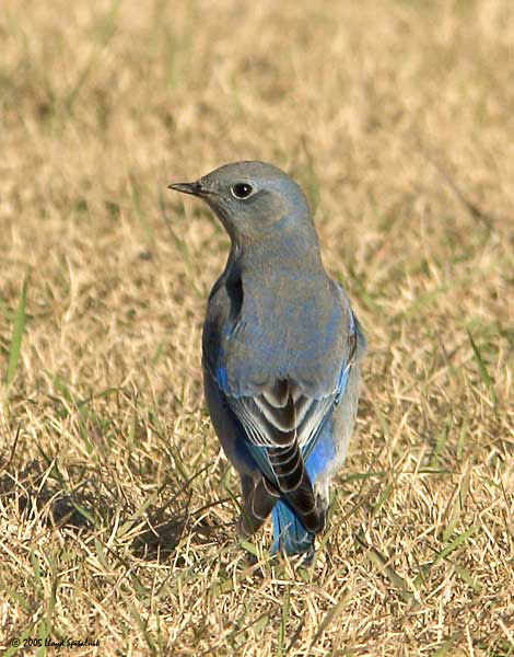 Mountain Bluebird