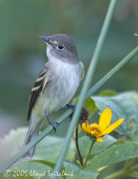 Traills Flycatcher