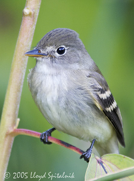 Traills Flycatcher