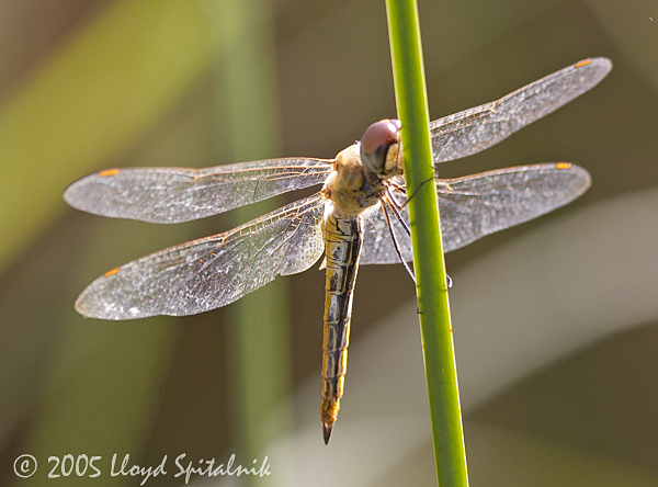 Wandering Glider