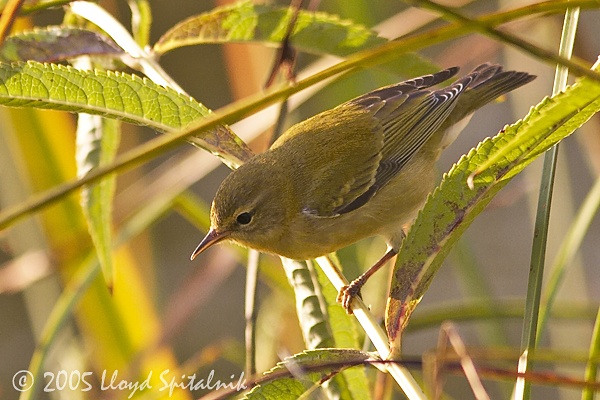Tennesse Warbler