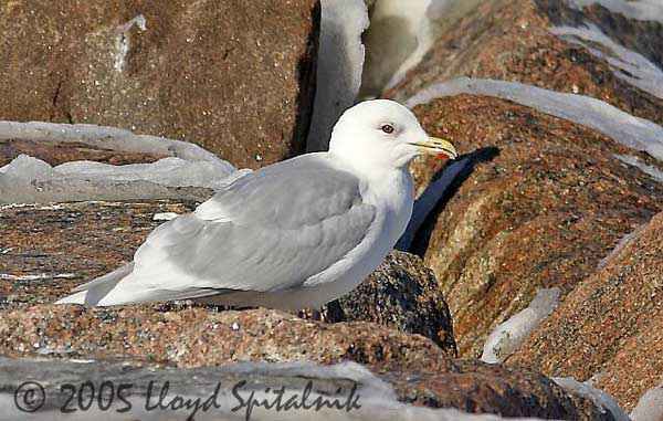 Iceland Gull