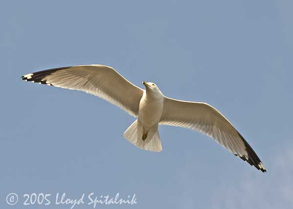 Ring-billed Gull