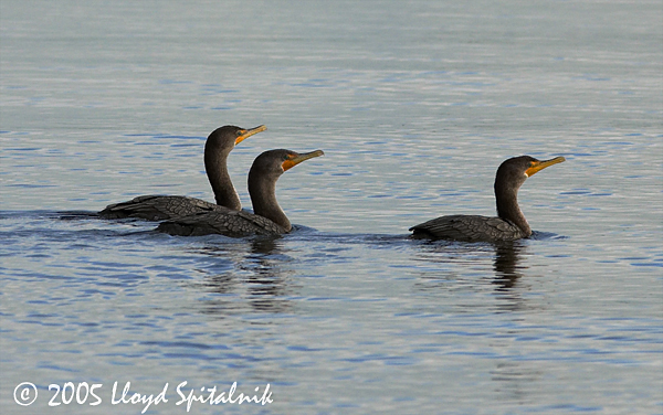 Double-crested Cormorant