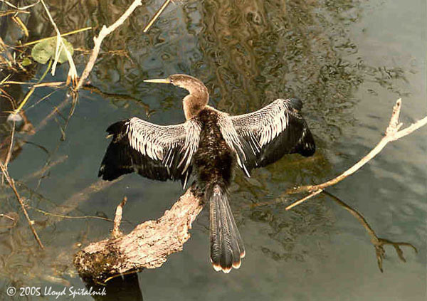 Anhinga