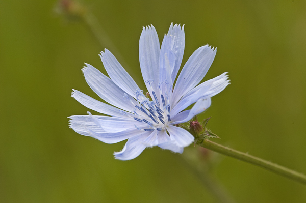 Chicory