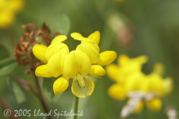 Birds-foot Trefoil