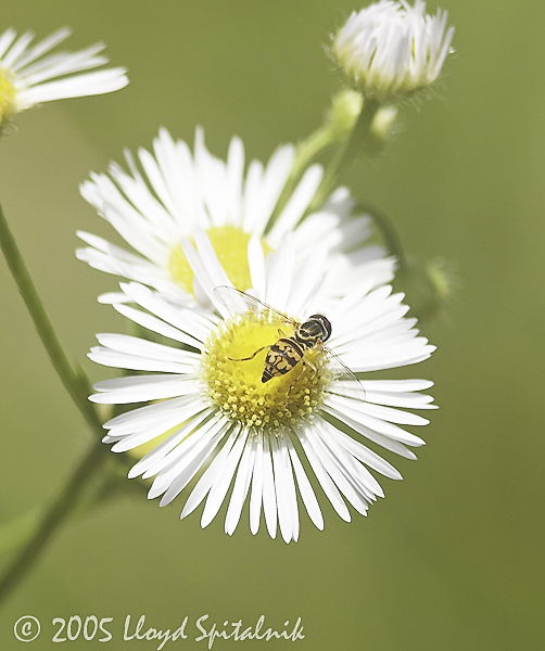 Daisy Fleabane w/ Hover Fly