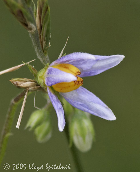 Horse Nettle