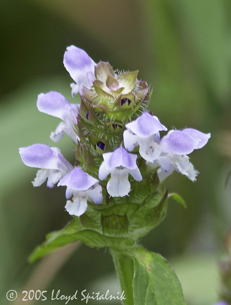 Self Heal (Heal-all)