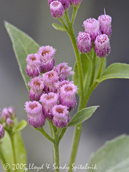 Saltmarsh Fleabane