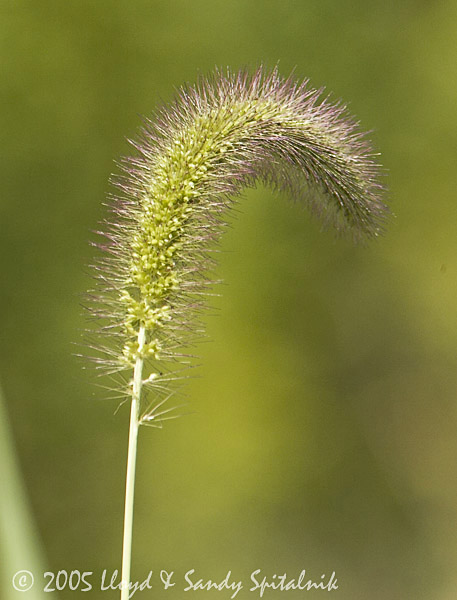 Foxtail grass
