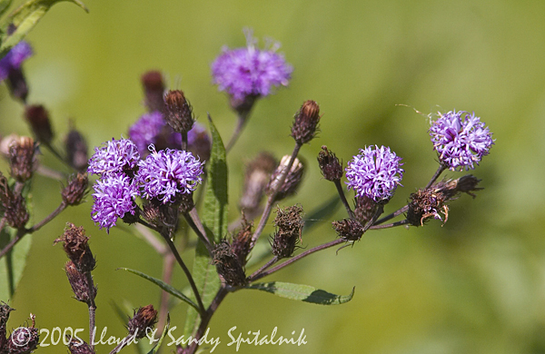 New York Ironweed