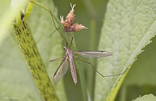 Crane Fly (female)