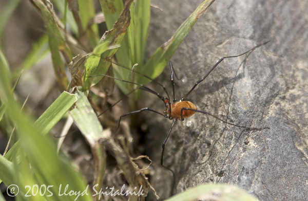 Harvestman