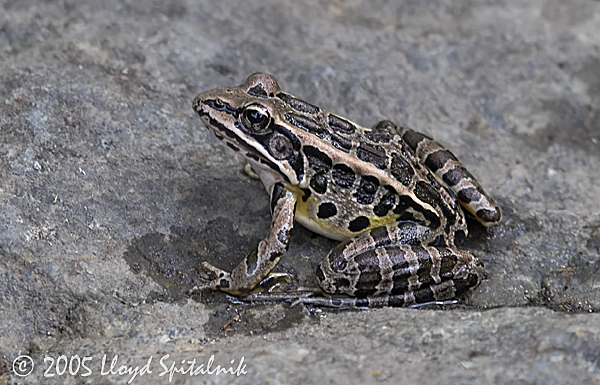 Pickerel Frog
