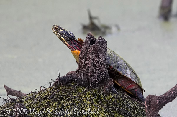 Eastern Painted Turtle