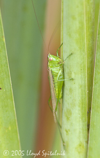  Slender Meadow Katydid