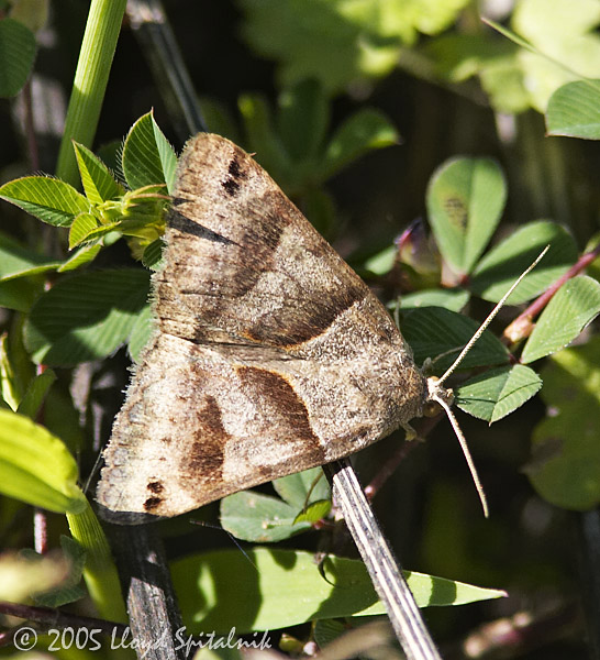 Forage Looper Moth