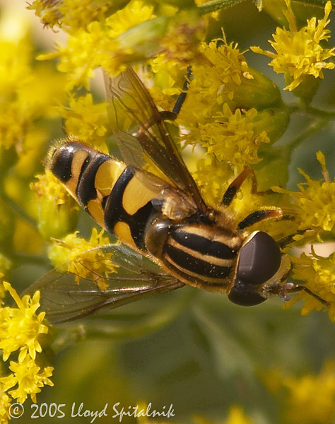 Syrphid (Hover ) Fly