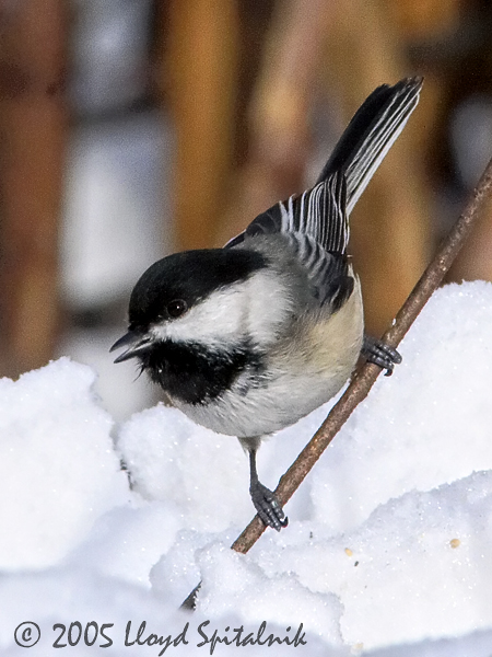 Black-capped Chickadee