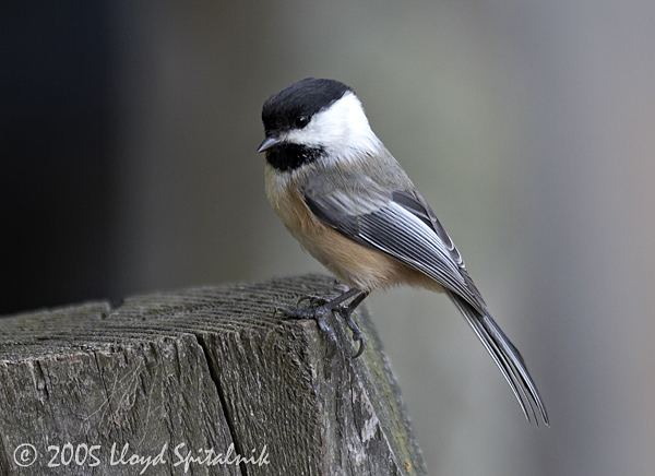 Black-capped Chickadee