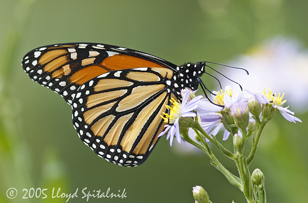Monarch