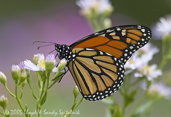 Monarch