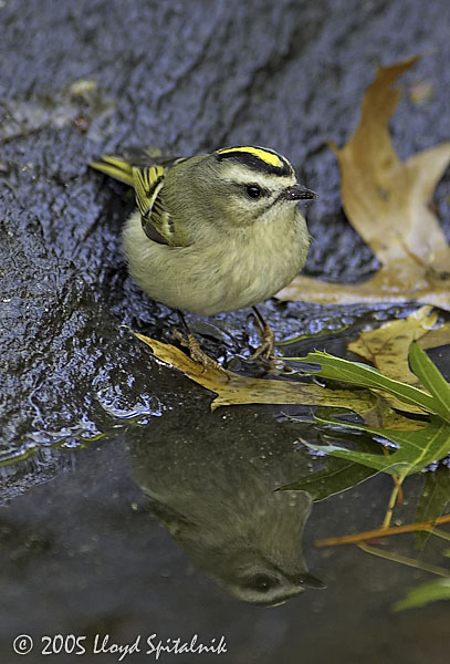 Golden-crowned Kinglet