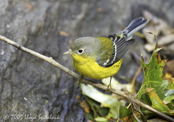 Magnolia Warbler