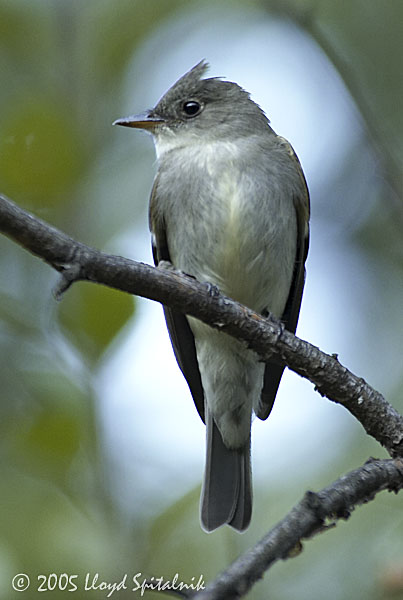 Eastern Wood-Pewee