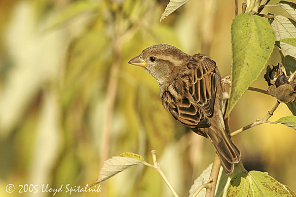 House Sparrow (female)