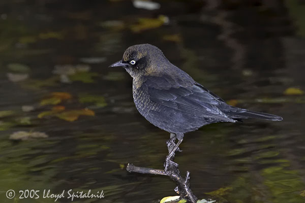 Rusty Blackbird