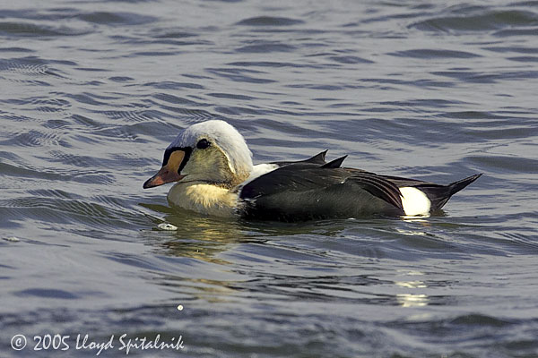 King Eider