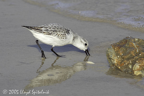 Sanderling