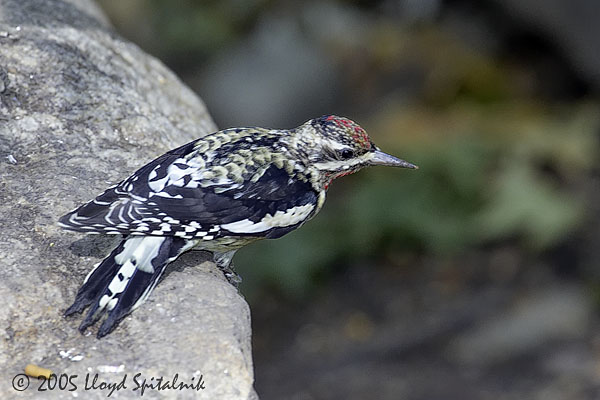 Yellow-bellied Sapsucker