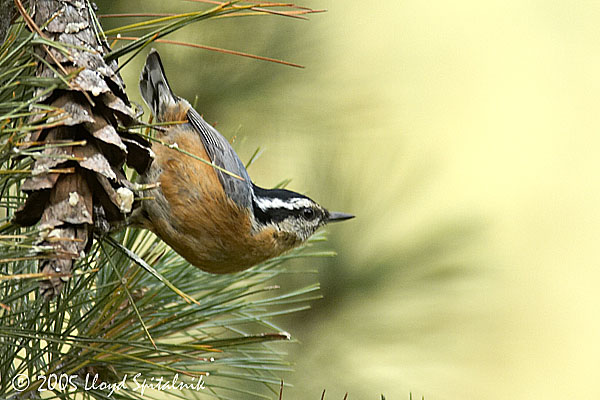 Red-breasted Nuthatch