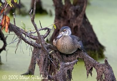 Wood Duck (juvenile male)