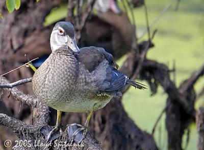 Wood Duck (juvenile male)