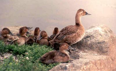Canvasback